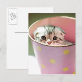 Kitten Hiding Postkarte (Vorne/Hinten)