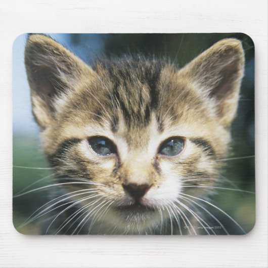 Kitten im Freien Mousepad (Vorne)