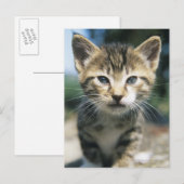Kitten im Freien Postkarte (Vorne/Hinten)