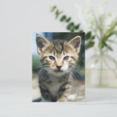 Kitten im Freien Postkarte (Stehend Vorderseite)