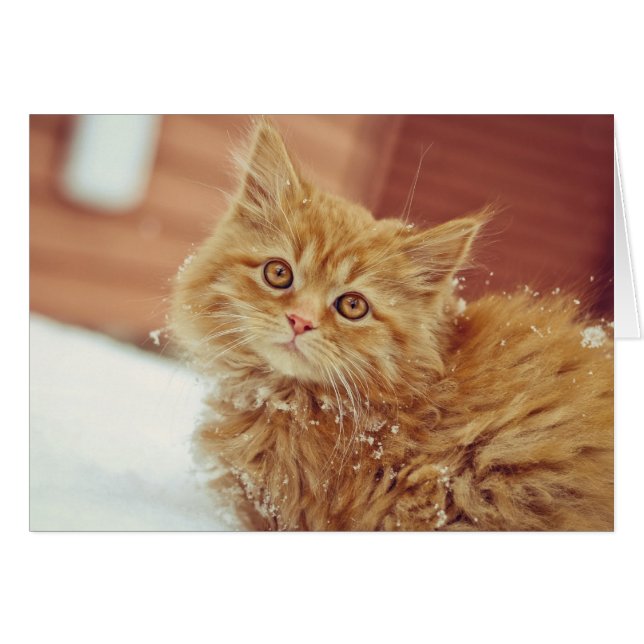 Kitten im Schnee (Vorderseite (Horizontal))