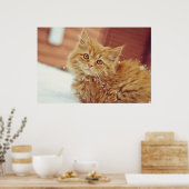 Kitten im Schnee Poster (Küche)