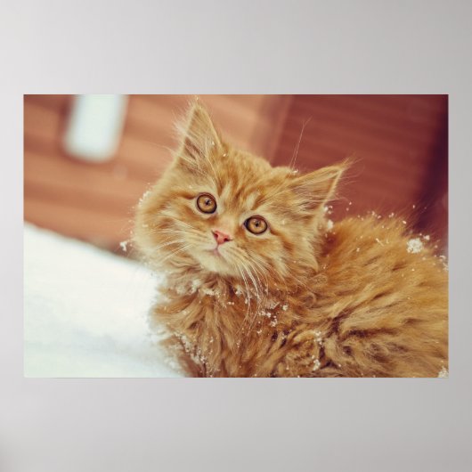 Kitten im Schnee Poster (Vorne)