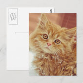 Kitten im Schnee Postkarte (Vorne/Hinten)