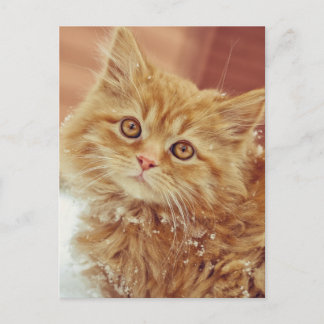 Kitten im Schnee Postkarte