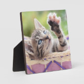 Kitten In A Basket Fotoplatte (Vorderseite)