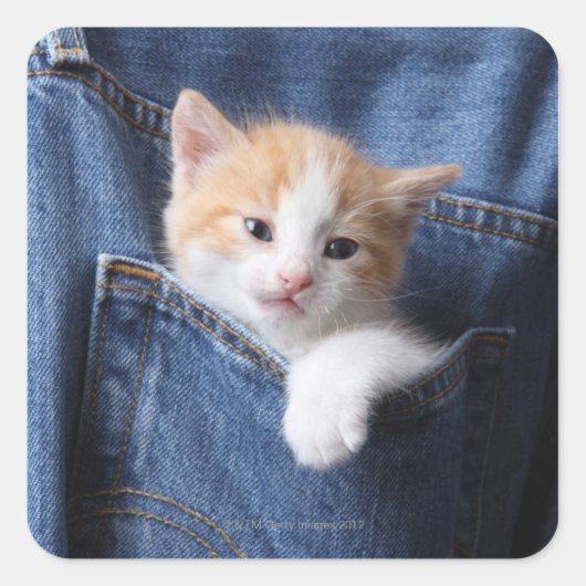 Kitten in Blue Jeans Quadratischer Aufkleber (Vorderseite)
