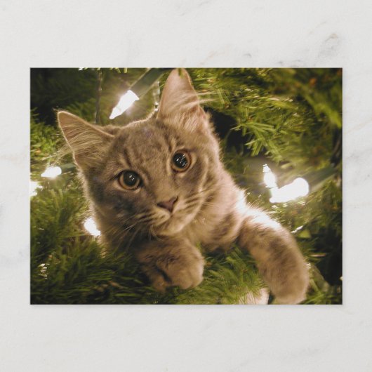 Kitten in Christmas Tree - Anpassbar Feiertagspostkarte (Vorderseite)