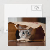 Kitten in der Lebensmitteltasche Postkarte (Vorne/Hinten)