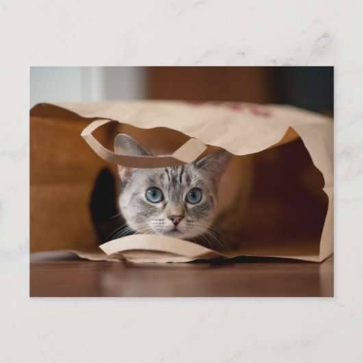 Kitten in der Lebensmitteltasche Postkarte (Vorderseite)