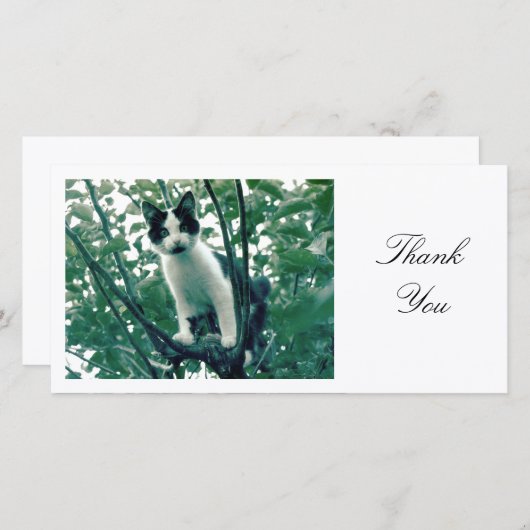 Kitten in einem Apfelbaum - Danke (Vorne/Hinten)