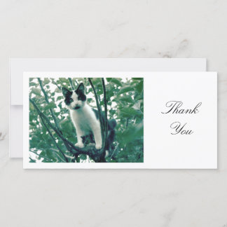 Kitten in einem Apfelbaum - Danke