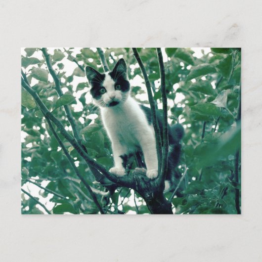 Kitten in einem Apfelbaum Postkarte (Vorderseite)