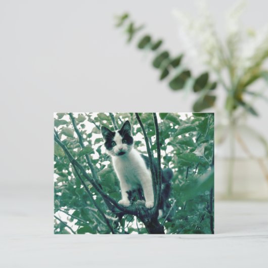 Kitten in einem Apfelbaum Postkarte (Stehend Vorderseite)