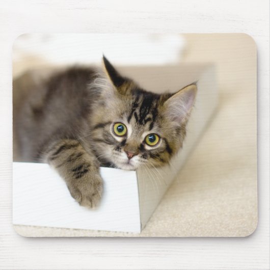 Kitten in einem Box-Mousepad Mousepad (Vorne)