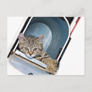 Kitten in einer Postbox Postkarte