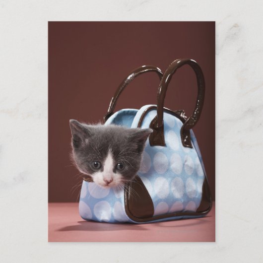 Kitten in Handtasche Postkarte (Vorderseite)