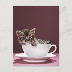 Kitten in Tasse und Untertasse Postkarte
