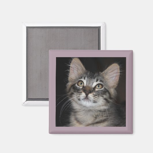 Kitten Innnocence Magnet (Vorderseite/Rückseite)