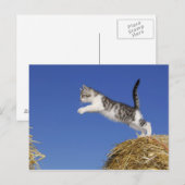 Kitten Jumping 2 Postkarte (Vorne/Hinten)