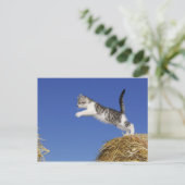 Kitten Jumping 2 Postkarte (Stehend Vorderseite)