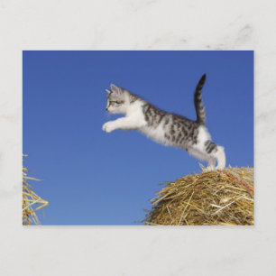 Kitten Jumping 2 Postkarte