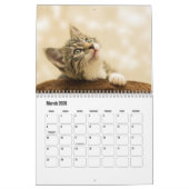 Kitten Kalender (Mär 2026)