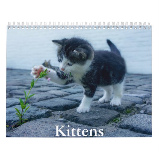 Kitten Kalender (Titelbild)