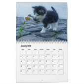 Kitten Kalender (Jan 2026)