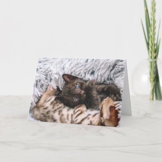 Kitten Karte (Vorderseite)