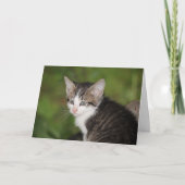 Kitten Karte (Vorderseite)