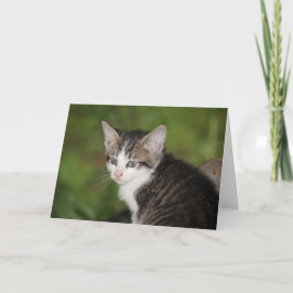 Kitten Karte