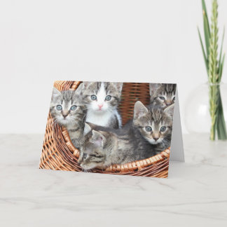 Kitten Karte