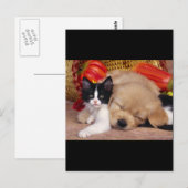 Kitten Kissen Postkarte (Vorne/Hinten)