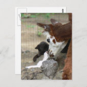 Kitten Kisses für Alpaca Postcard Postkarte (Vorne/Hinten)