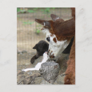 Kitten Kisses für Alpaca Postcard Postkarte