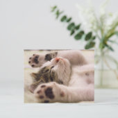 Kitten Kitty Cat Cute Fun Postcard Postkarte (Stehend Vorderseite)