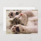 Kitten Kitty Cat Cute Fun Postcard Postkarte (Vorne/Hinten)