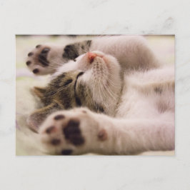 Kitten Kitty Cat Cute Fun Postcard Postkarte