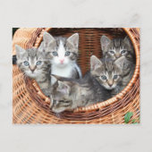 Kitten Kitty Cat Cute Fun Postcard Postkarte (Vorderseite)