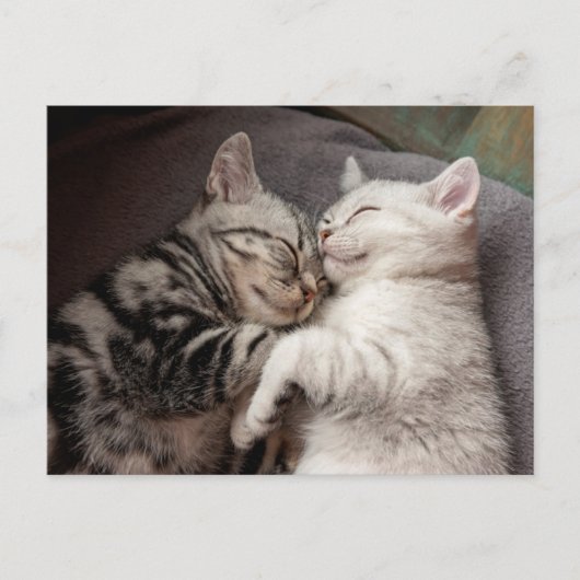 Kitten Kitty Cat Niedlich Spaß Postkarte (Vorderseite)