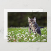 Kitten läuft durch die Klee Postkarte (Vorne/Hinten)