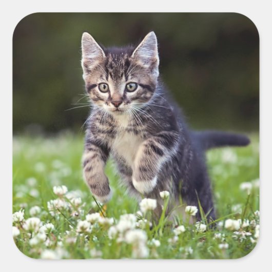 Kitten läuft durch die Klee Quadratischer Aufkleber (Vorderseite)
