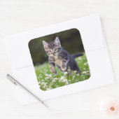 Kitten läuft durch die Klee Quadratischer Aufkleber (Umschlag)