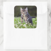 Kitten läuft durch die Klee Quadratischer Aufkleber (Tasche)