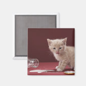 Kitten leckende Milch aus Flasche Magnet (Vorderseite/Rückseite)