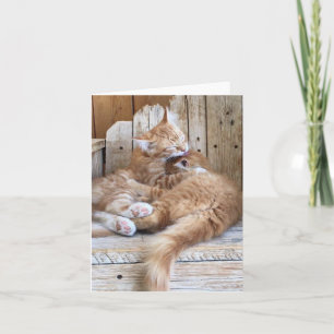 Kitten Liebe Gruß Karte