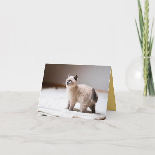 Kitten Liebe Karte (Vorderseite)