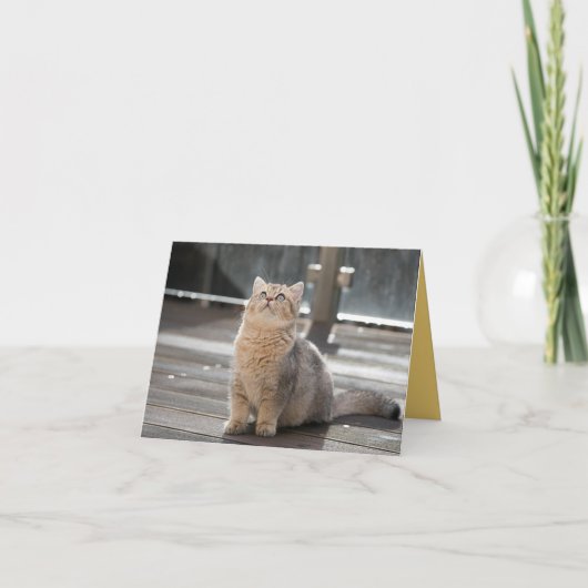 Kitten Liebe Karte (Vorderseite)