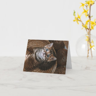 Kitten Liebe Karte